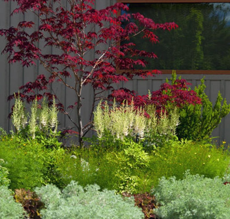 Tony Sailor japanese maple garden bed